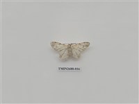 藏品(尺蛾233)的圖片